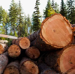 AIRBEST cung cấp hút chân không hút cho xử lý gỗ
